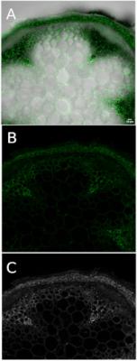 Heteromannan (monoclonal, clone LM21) in the group Antibodies Plant/Algal / Cell Wall / Dr. Knox collection, University of Leeds at Agrisera AB (Antibodies for research) (AS18 4209-1ml)